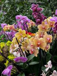 London Exhibition: Kew Gardens Orchid Festival