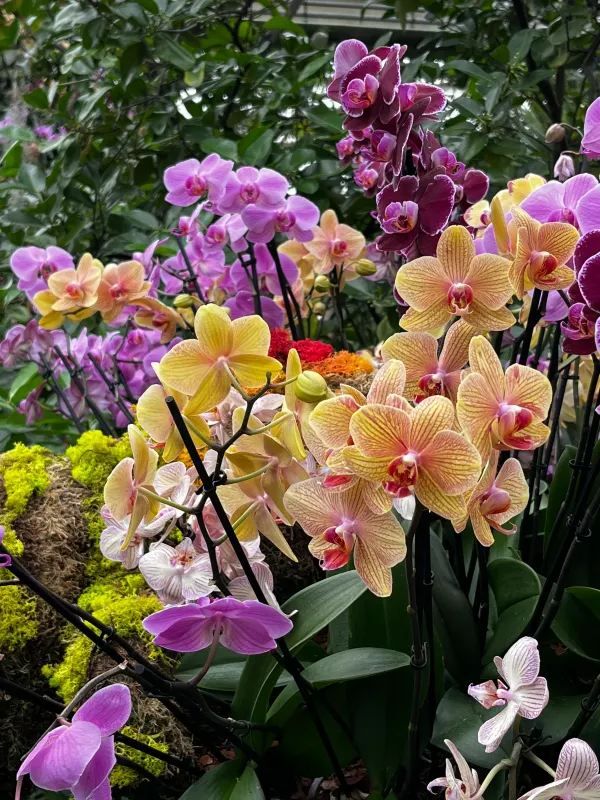 London Exhibition: Kew Gardens Orchid Festival