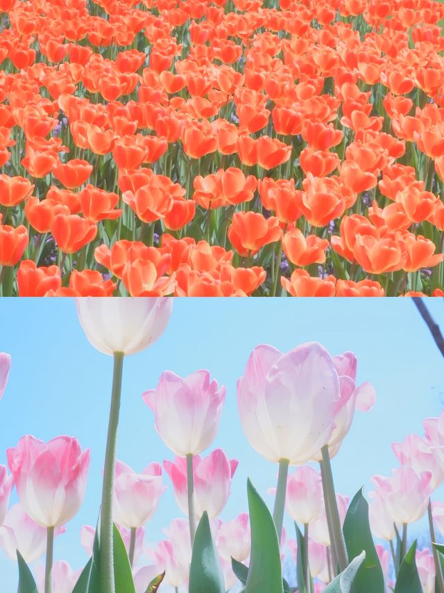 春天來咯～一起去看浪漫鬱金香吧