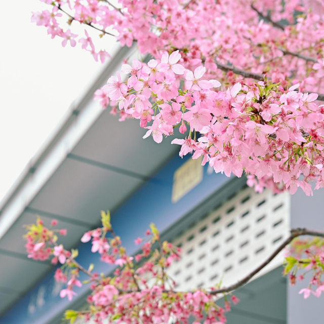 在武漢❗️在光谷‼️櫻花🌸地鐵站