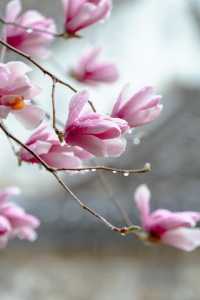 3月玉蘭地圖 無錫的玉蘭花開了！