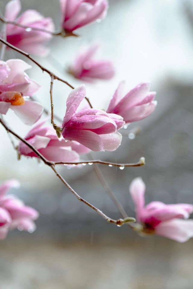 3月玉蘭地圖 無錫的玉蘭花開了！