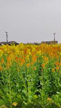 彩色油菜花還得到天府農博園看