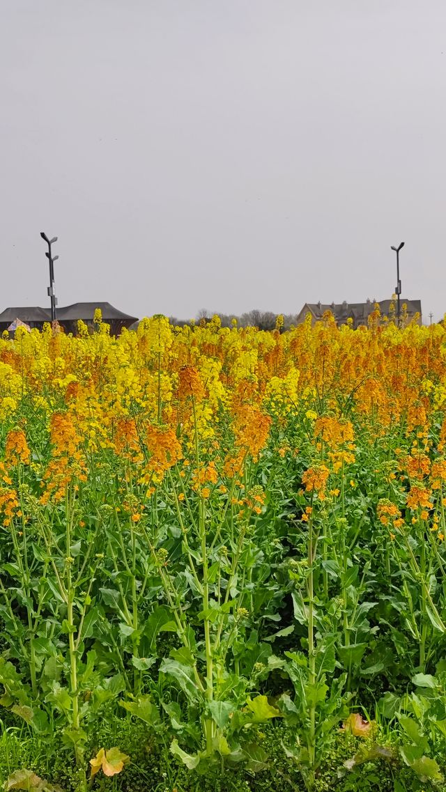 彩色油菜花還得到天府農博園看