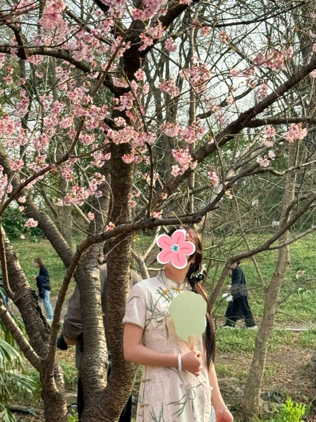準備迎接人潮！南京中山植物園賞櫻花