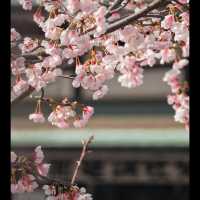 日本｜福岡周邊「光之道」追光攻略，錯過等半年