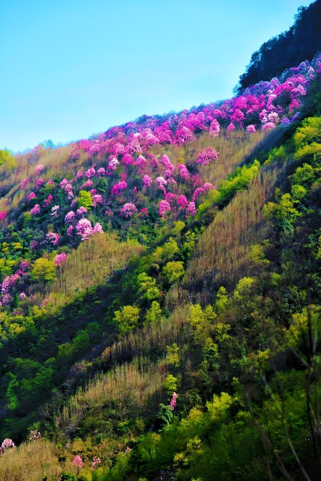 在九皇山的雲霧與山林間，尋一段詩意的時光