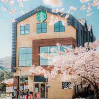 🌸2025庆州櫻花季!皇龍院賞櫻全攻略