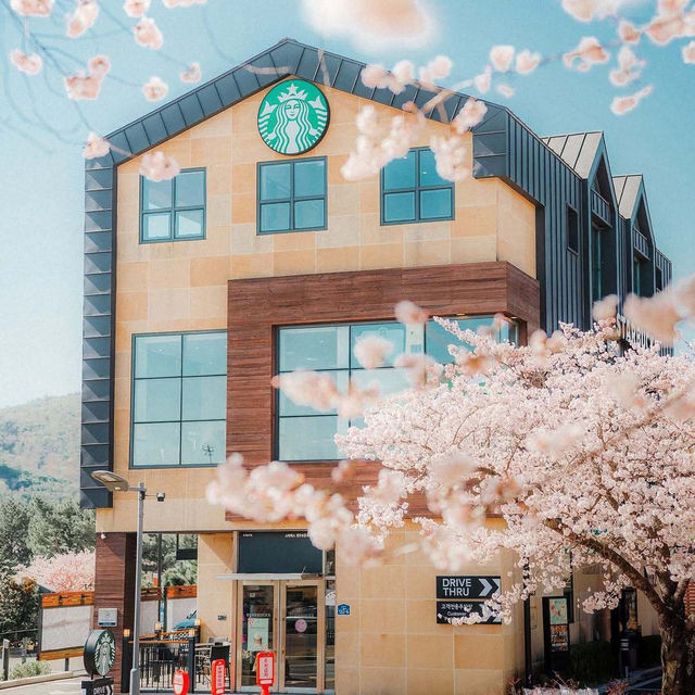 🌸2025庆州櫻花季!皇龍院賞櫻全攻略 🌸2025庆州櫻花季!皇龍院賞櫻全攻略