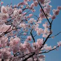 東京櫻花難民速進！171棵櫻花滿開實況🌸