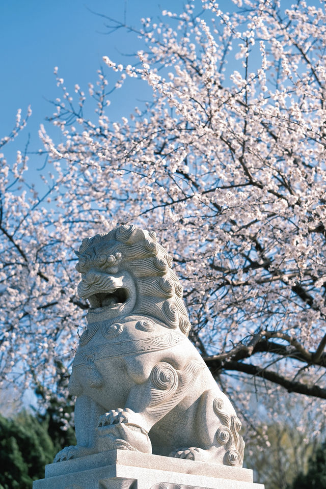 大連勞動公園嘅桃花已經靚到升華咗啦