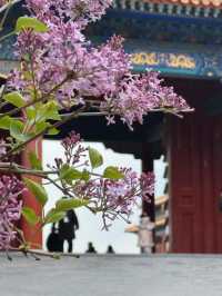 北京故宮｜春天紫禁城賞花季