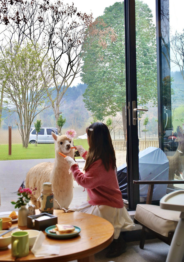 重慶周邊遊|入住小西湖，和小鹿一起吃早餐