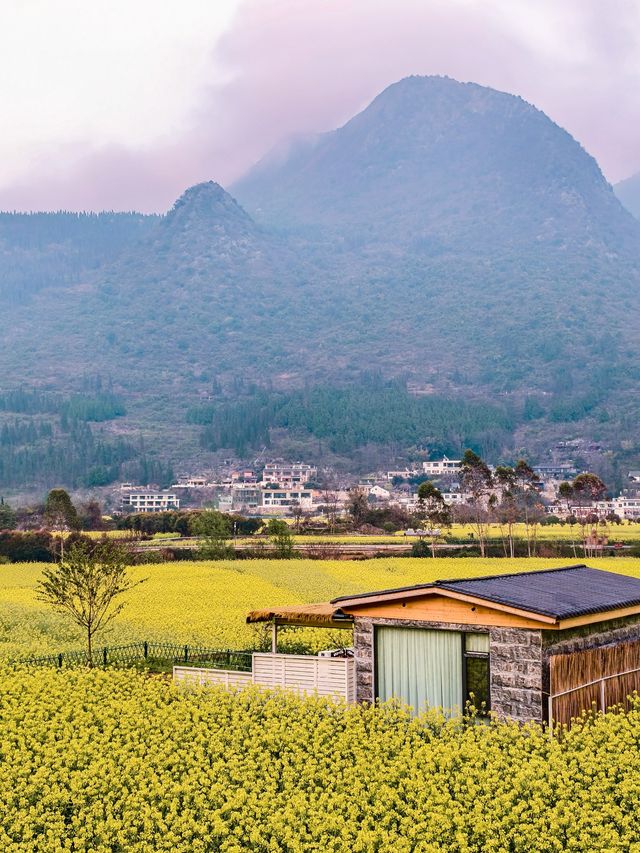 興義萬峰林油菜花不可錯過春日花海