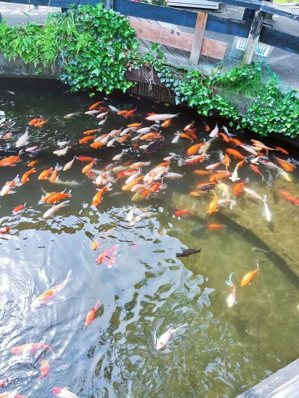 【九州由布院】當童話小鎮走進現實