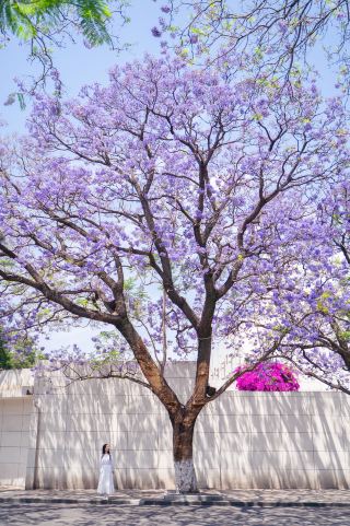 Xichang 2025 Jacaranda Viewing Guide: Limited Purple Romance