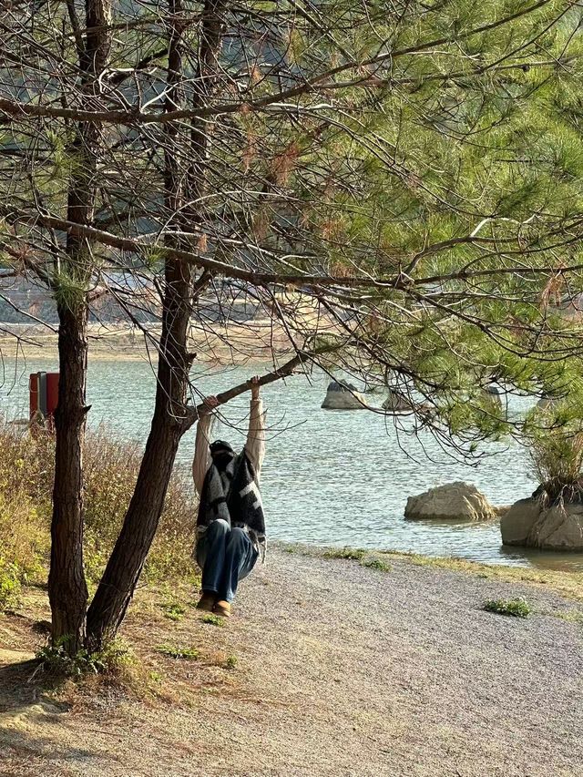 清遠的北歐暮光松林