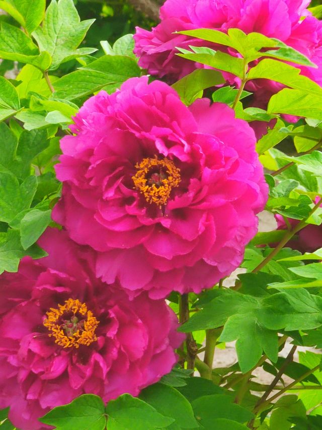 4.16實拍︱大觀園牡丹與紫藤同時在線