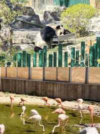 你以為只是看動物？大連森林動物園還能這樣玩？