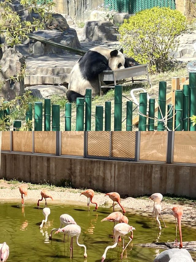 你以為只是看動物？大連森林動物園還能這樣玩？