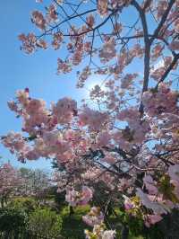 🌸北海道松前公園 | 櫻花盛開的絕美時光🌸