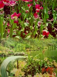 深圳仙湖植物園 美到窒息！