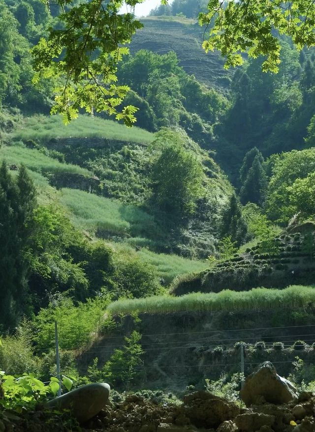逃離城市！夏天去呢度露營，仲爽過喺冷氣房