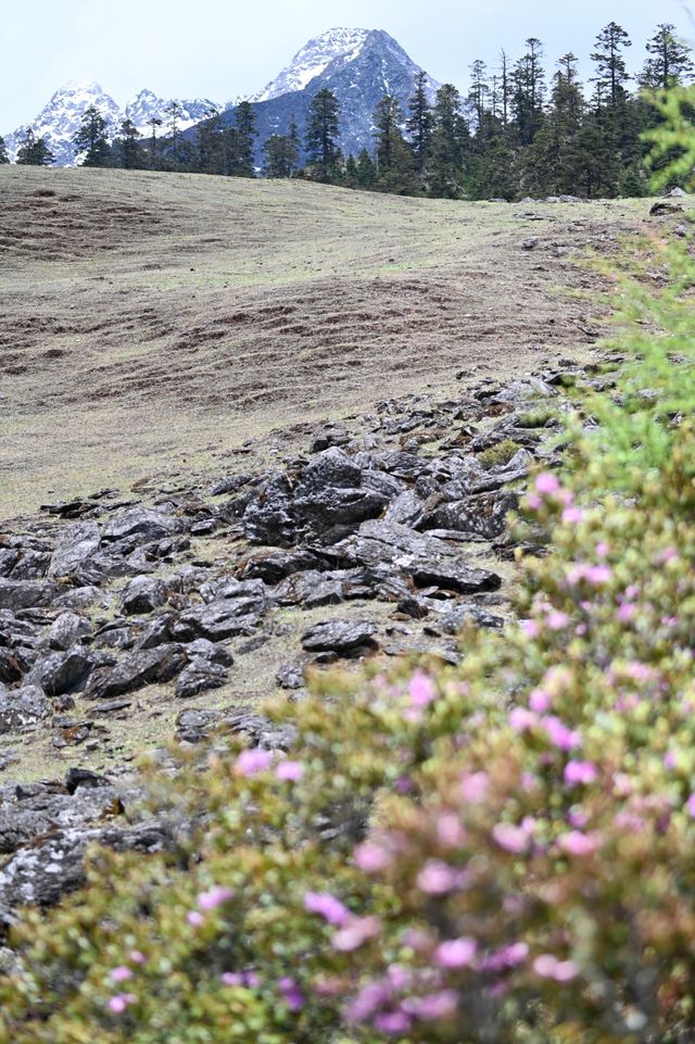 探索高山草甸與杜鵑花海·香格里拉老藥山徒步攻略