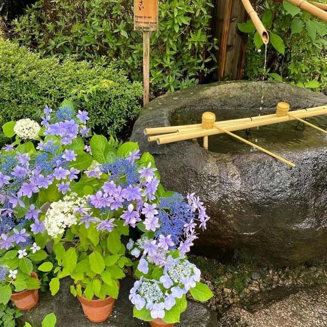 🌺鎌倉繡球花祭！明月院×長谷寺絕美賞花攻略+隱世民宿推介✨