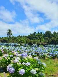 🌸濟州島東線煙炱址 | 邂逅繡球花海