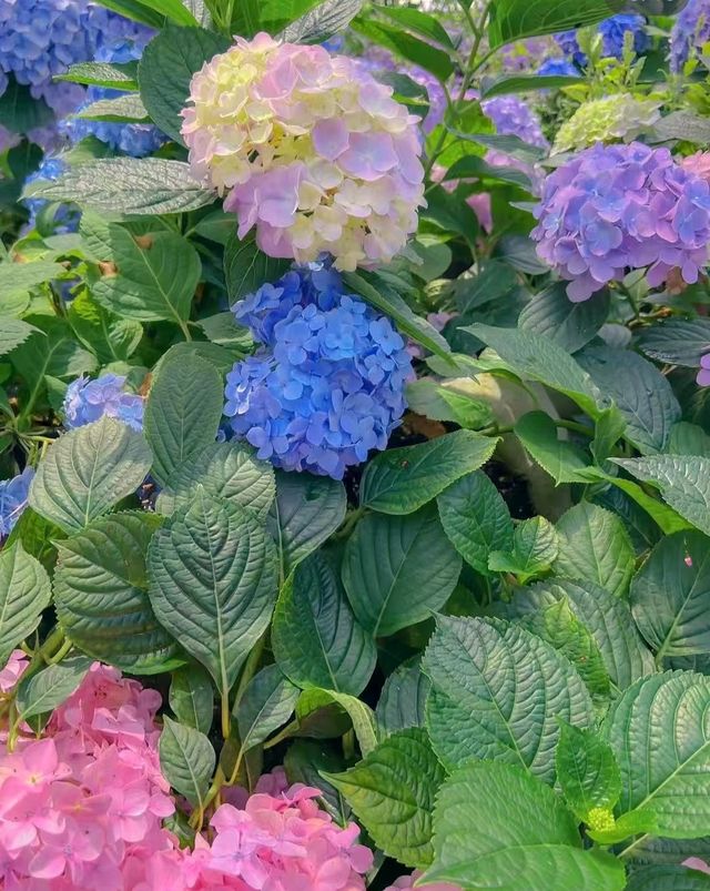 南昌版有風小院南昌綠野仙蹤高新花卉市場