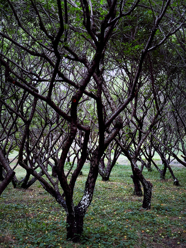 西溪煙雨後：濕地嘅朦朧水墨技法，濕地植物嘅棱鏡折射藝術