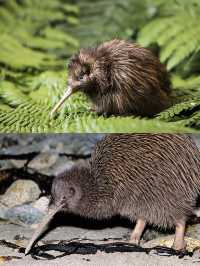 新西蘭奇妙動物探索之旅！與可愛生物不期而遇。
