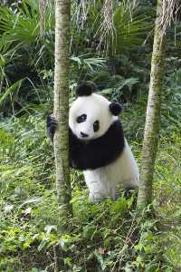 Top 9 Panda Adventures at Chengdu Research Base! 🎋🐼