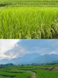 峨眉高橋里：文藝青年的心靈棲息地