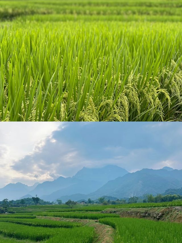 峨眉高橋里：文藝青年的心靈棲息地