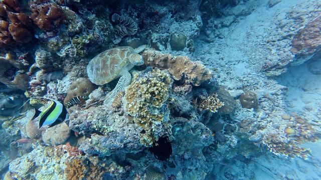 仙本那，浪漫天堂，安全又免簽