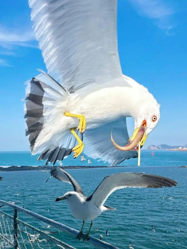 海驢島旅遊攻略：打卡「中國黑尾鷗之鄉」