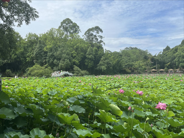 夏日賞荷，感受一份美好與寧靜