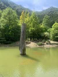 藏在山林裡的綠色奇境：走進臺灣的秘境森林，找回內心的平靜