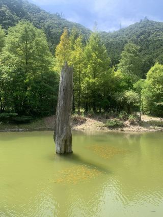 Hidden Green Paradise in the Mountains: Discover Taiwan's Secret Forest and Reclaim Inner Peace