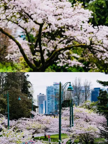 Vancouver Spring Exploration Guide|7 Secret Spots, Every Frame Like a Monet Spring