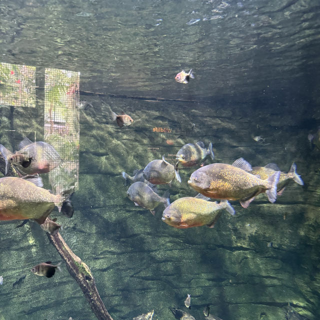 【カナダ バンクーバー】カナダ国内最大級の水族館🦭