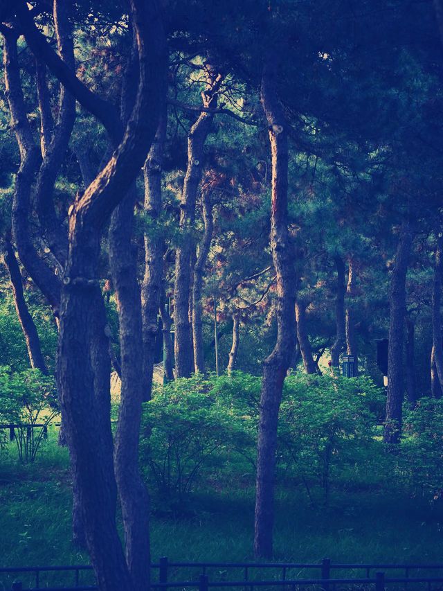 京城秘境｜紫竹院公園：鬧市中的禪意綠洲