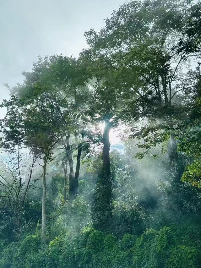 景邁山：隱藏在雲端的土著生活