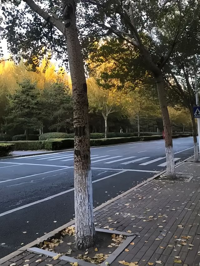 哈爾濱秋日限定，邂逅五彩繽紛的冰城
