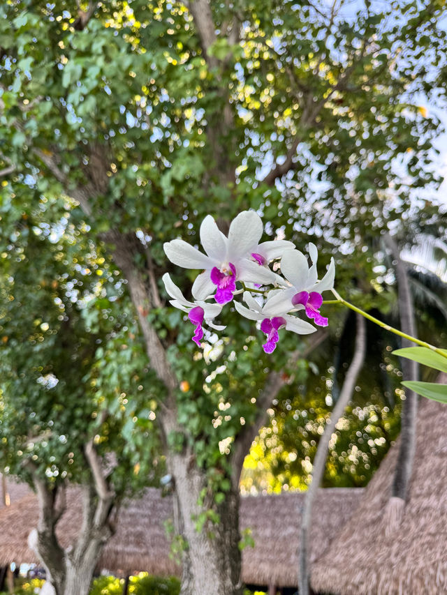 Unforgettable Experience at Banyan Tree Vabbinfaru Unforgettable Experience at Banyan Tree Vabbinfaru