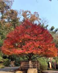 秋光潑墨處，長沙正清嘉