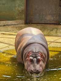 2千元3天玩轉常德動物園|這份超全攻略請查收!