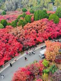 【濟南紅葉谷遊玩全攻略】一年僅此一季，邂逅泉城最美秋色！